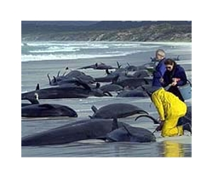 Rescuers to suspend search for stranded whales