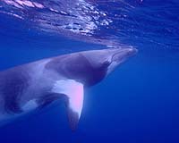 US navy sonar takes precedence over whales: Bush
