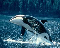 SeaWorld to stop breeding killer whales