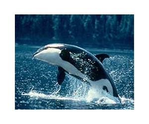 Killer whales found to hunt by 'stealth'