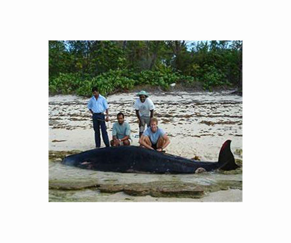 World's rarest whale washes up on New Zealand beach