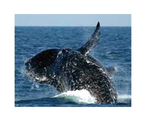Whales must cope with more ocean noise