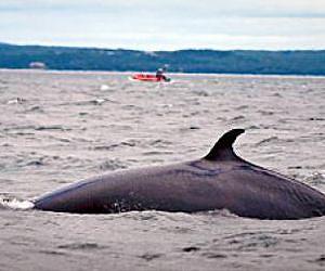 New computer program promises to save the whales