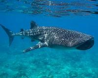 The world's biggest fish adds value to paradise