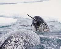 Migrating Squid Drove Evolution Of Sonar In Whales And Dolphins