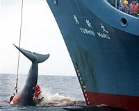 Australian court orders Japan to stop whaling