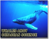 Whales learn songs the same way humans do