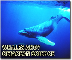 South Korea hints at scrapping whaling plan