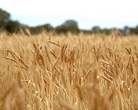 Researchers develop detailed genetic map of world wheat varieties