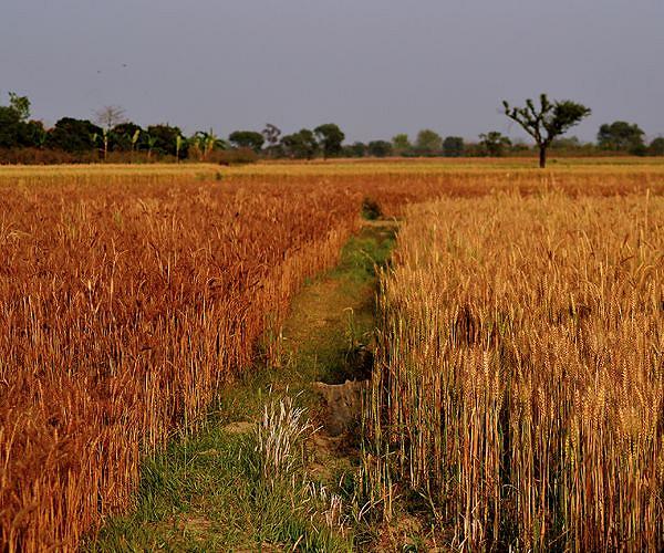 Tunisia drought threatens 'catastrophic' grain harvest