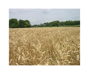 CSIRO And Bayer To Focus On Sustainable Crops