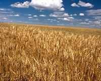 Curbing pesticides will slash wheat yields: study