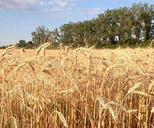 New study addresses trade-offs between food security and climate change mitigation