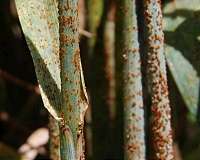 Study: Global farming trends threaten food security