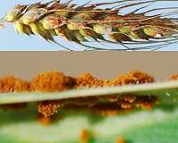Rust stemmed for wheat