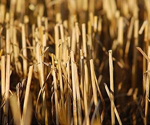 Researchers To Turn Waste Into Wealth