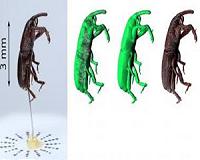 'Off-the-shelf' equipment used to digitize insects in 3-D