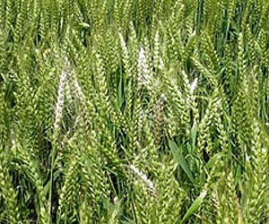 CSIRO Helps Unmask A Devastating Crop Disease