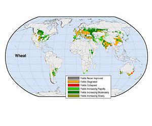 The Green Revolution is wilting