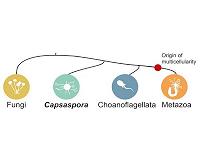 A short jump from single-celled ancestors to animals