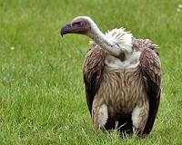 GPS vultures swoop down on illegal dumps in Peru