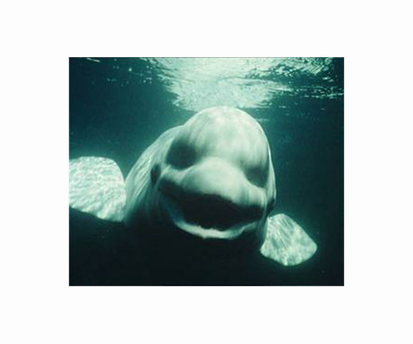 Canada's captive whales face euthanasia threat and uncertain future