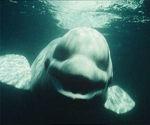 Beluga whales create art in Japan aquarium