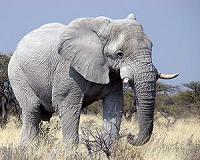 Tech for tuskers: protecting Africa's elephants with Google
