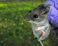 Long-term study on ticks reveals shifting migration patterns, disease risks