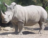 In Kenya, the end is nigh for northern white rhinos