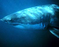 Katherine, the tagged great white shark, returns to Florida
