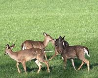 Some plants evolve to withstand, thwart hungry deer