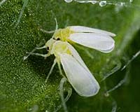 Global pest uses promiscuity to wipe out competition: study