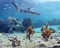 Fear of sharks influences seaweed growth on Fijian coral reefs