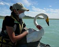Birds of all feathers and global flu diversity