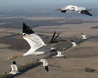 Birds take turns leading migratory V formations