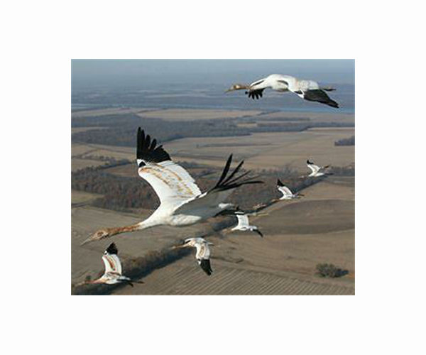 Ukraine probes deaths of 185 cranes at nature reserve