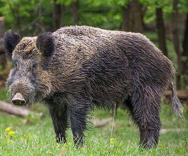 China's viral wild boar hunters attract fame and concern