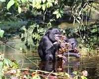 Bonobos help strangers without being asked