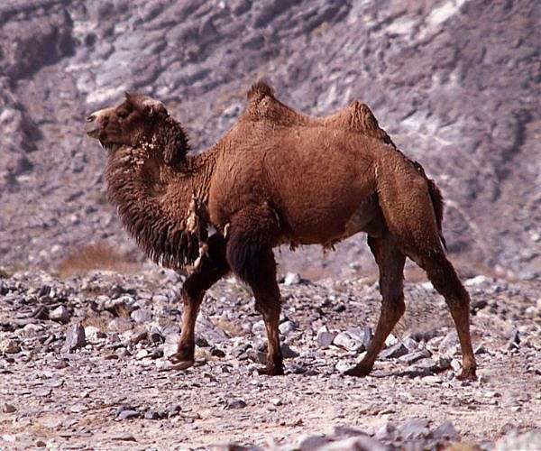 Remote sensing scientist leads the way in tracking wild camels