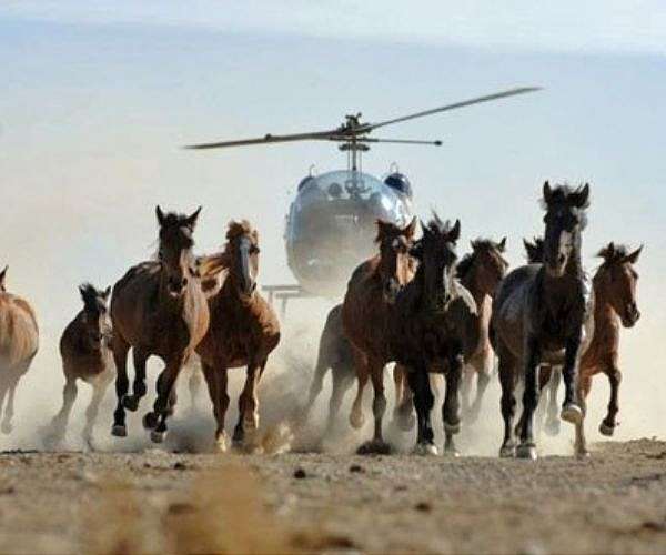 Prague, Berlin zoos to reintroduce wild horses to Kazakhstan
