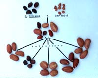 Climate Change Threatens Wild Relatives Of Key Crops
