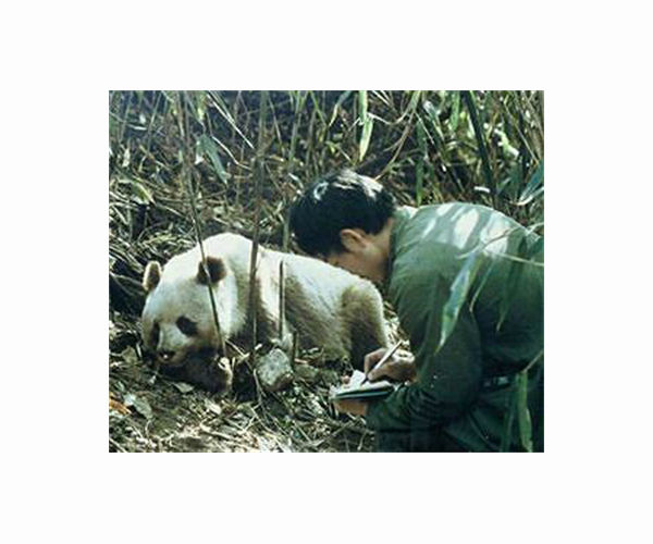 For pandas, too much suitable habitat can be a problem