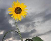Sequencing hundreds of nuclear genes in the sunflower family now possible