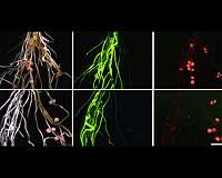 How leaves talk to roots