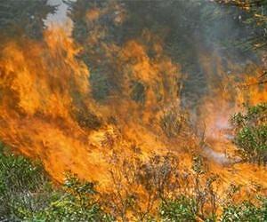 WSU researcher sees how forests thrive after fires and volcanoes