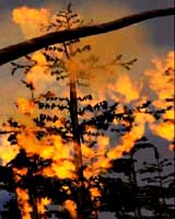 Fires Fuel Mercury Emissions