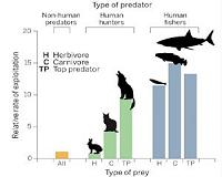 Humans as predators: An unsustainable appetite for adults and carnivores