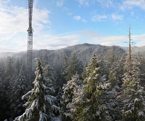 Pacific Northwest trees struggle for water while standing in it