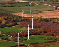 Wind farms don't pose danger to some birds